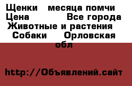 Щенки 4 месяца-помчи › Цена ­ 5 000 - Все города Животные и растения » Собаки   . Орловская обл.